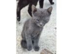Gattini piccolini