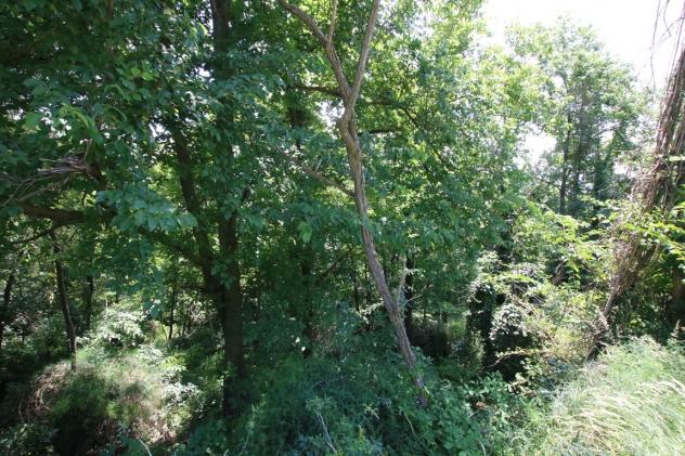 Bosco in vendita a Castegnero - Foto 9