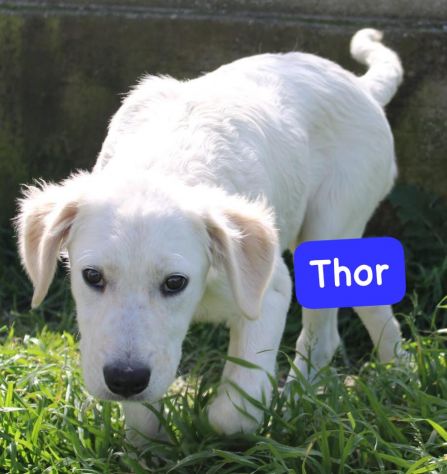 CUCCIOLI 5 MESI taglia media