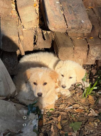 Zeus Thor Achielle cuccioli - Foto 4