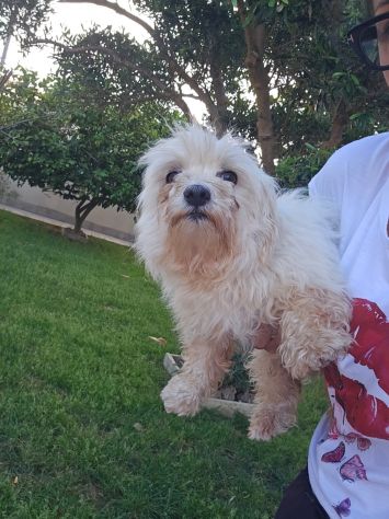 Mafalda: 4 anni, socievole con tutti - Foto 9