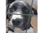 SILVESTRO DESIDERIO DI CAREZZE CANE IN ADOZIONE