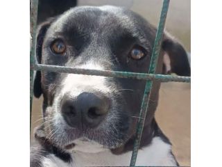 SILVESTRO DESIDERIO DI CAREZZE CANE IN ADOZIONE