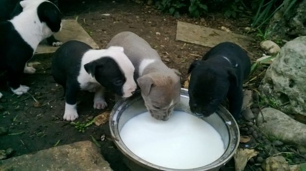 Cuccioli Amstaff zona Casamassima Conversano Mola Monopoli Castellana Bari - Foto 2