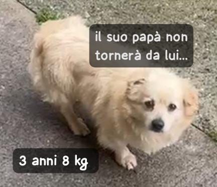 NESSUNO TORNERA’ A CASA DA LUI ZIGULì 3 ANNI 8 KG taglia piccola