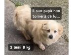 NESSUNO TORNERA’ A CASA DA LUI ZIGULì 3 ANNI 8 KG taglia piccola