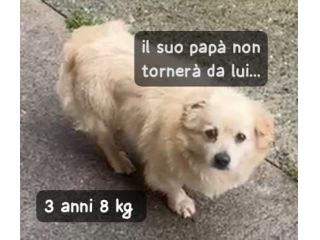 NESSUNO TORNERA’ A CASA DA LUI ZIGULì 3 ANNI 8 KG taglia piccola