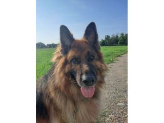 Maxx, bellissimo Pastore Tedesco adulto (a Milano)