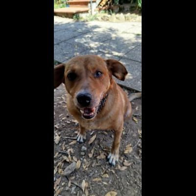 VICTOR TIMIDO E TRANQUILLO, CAGNOLINO IN ADOZIONE - Foto 3