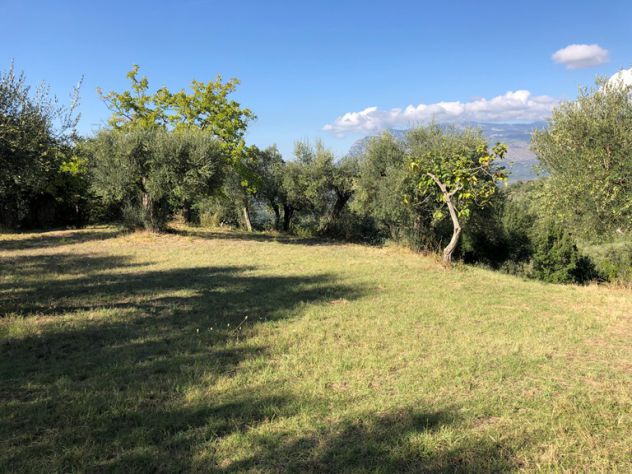 Roccadaspide loc.Cesine terreno con uliveto e ruderi - Foto 6