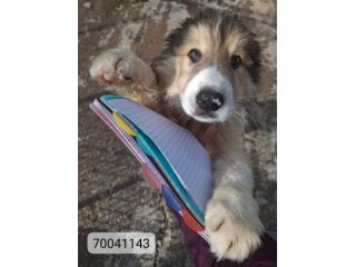 CUCCIOLI 3 MESI TAGLIA MEDIA ORA SONO IN CANILE