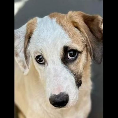 CUCCIOLA IN ADOZIONE TELMA