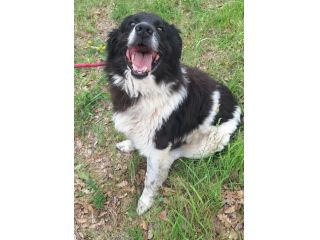 Cosmo 3 anni mix border collie