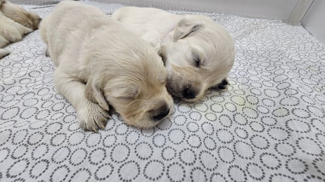 Cuccioli di Golden Retriever Disponibili - Foto 4