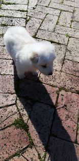 CANE IN ADOZIONE: LA STORIA DI LELLO - Foto 2
