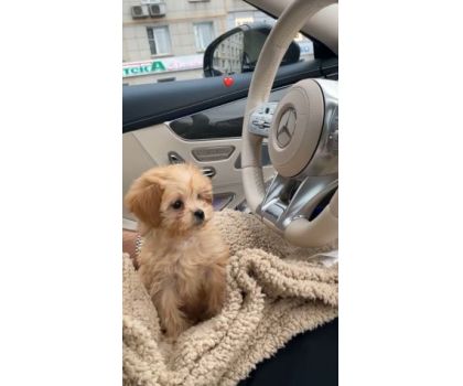 I cuccioli di Giulia - Foto 4