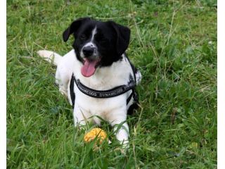 Adotta un cane dal canile, cambia il suo destino!!