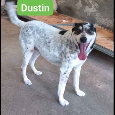 DUSTIN DOLCE EQUILIBRATO AFFETTUOSO CAGNOLINO IN ADOZIONE - Foto 2