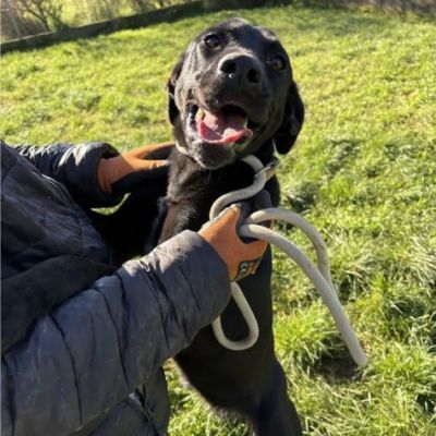 POPPY DELIZIOSA E GIOIOSA, SIMIL LABRADOR CANE IN ADOZIONE - Foto 3