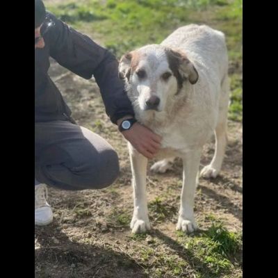 LA DOLCEZZA CHIAMATA NORMAN CANE IN ADOZIONE - Foto 5