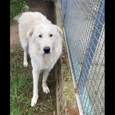 OWEL SALVATELO DAL CANILE ETERNO CANE IN ADOZIONE - Foto 10