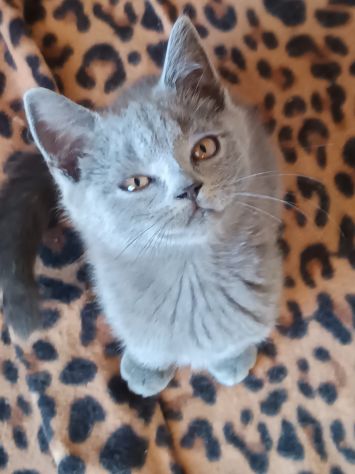 Gattini British shortair - Foto 2