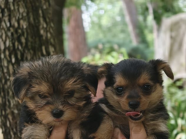 Cucciole di Yorkshire Terrier - Foto 3