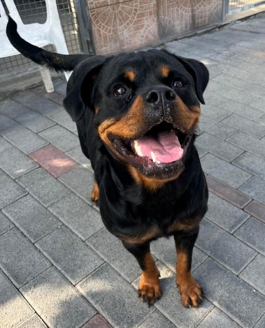 LESLIE BELLISSIMA ROTTWEILER - Foto 3