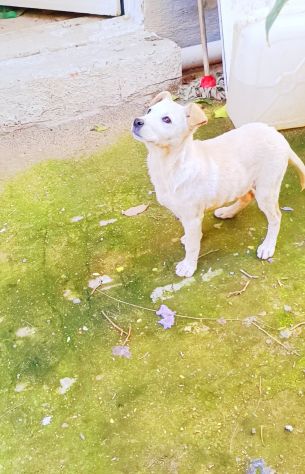 Regalo meravigliosi cuccioli incrocio labrador - Foto 3