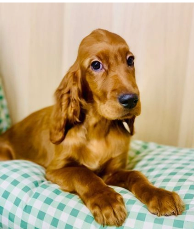 Rosso Setter Irlandese CUCCIOLI - Foto 2