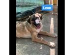 OBELIX,  LEON,  DARIO,  ASTERIX,  HEIDY CUCCIOLI IN ADOZIONE