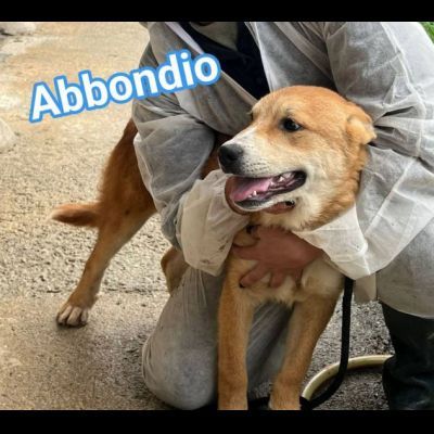 RODRIGO E ABBONDIO CUCCIOLI IN ADOZIONE - Foto 8