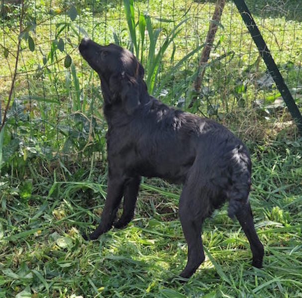 Lilibet simil setterina 12 kg taglia media piccola - Foto 3