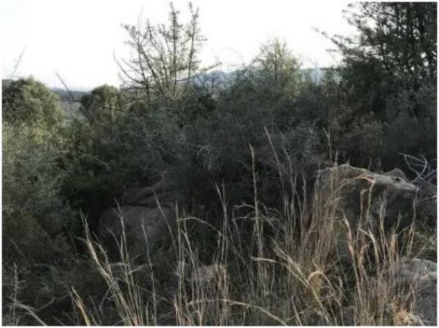 Immobile in asta di 32550 m² in vendita a Ferruzzano - Foto 4