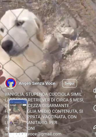 Femmina 6mesi simil Labrador Retriever tg media in 1recinto a pane secco!SOS SUD - Foto 2