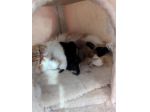 Gattini persiani cercano casa