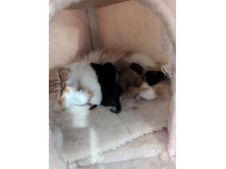 Gattini persiani cercano casa