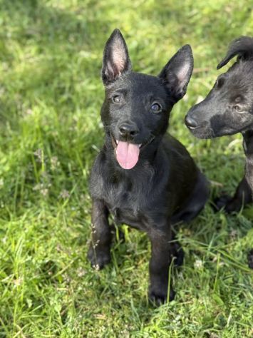 3 dolci CUCCIOLI total black! Bellissimi - Foto 6