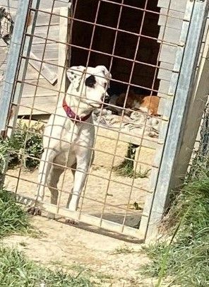 4anni splendida mix molossina non facciamola crescere in rifugio. SICILIA SOS - Foto 3