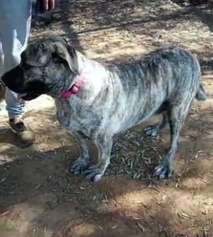 Simil Corso 4anni tigrata trovata al sud magrissima,buonissima SOS AIUTI ROMA - Foto 2