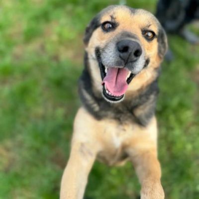 NICOLETTA CERCA SALVEZZA CANE IN ADOZIONE