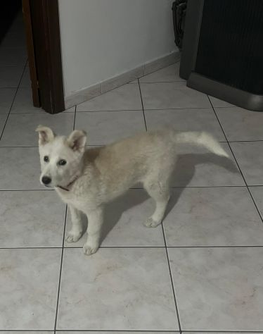 Regalo meravigliosi cuccioli incrocio husky - Foto 9