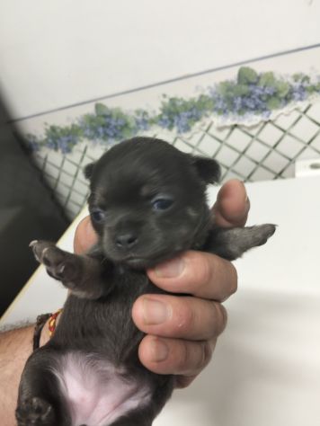 Cuccioli chihuahua - Foto 2