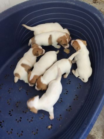 Cuccioli di Jack Russell Terrier - Foto 2