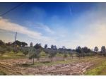 Terreno agricolo in vendita a Cascina 10000 mq  Rif: 908276