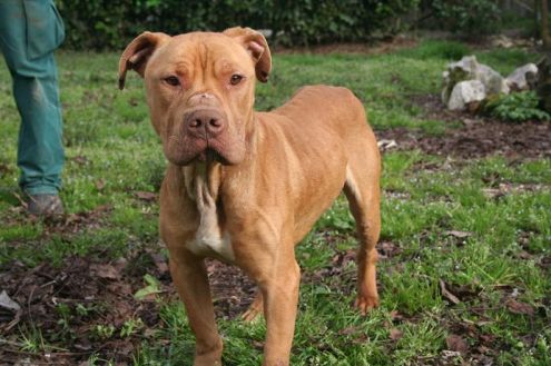 CHOCOLATE, bellissimo pitbull cioccolato - Foto 2