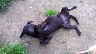 PEPA, dolcissima mix labrador - Foto 2