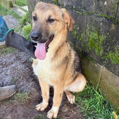 MOCKY ADORABILE CUCCIOLONE IN ADOZIONE - Foto 6