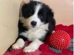 Cuccioli di Border Collie di alta genealogia