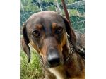 MELAMPO CAGNOLINO IN ADOZIONE